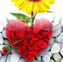 Vivaio Il Girasole