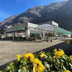 Floricoltura SIAMO AL VERDE fiori e giardini