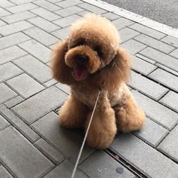 L'isola dei pelosi