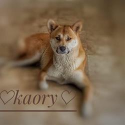 New Hobby Zoo di MACALUSO Antonella