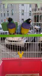 Accessori mini zoo