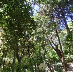 Ilex Arte dei Giardini di Alberto Colazilli