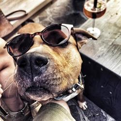 M.T. Dog training