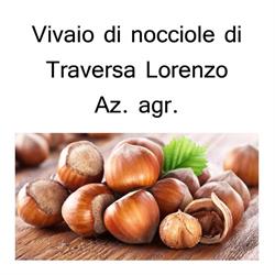 Az. Agr. Traversa Lorenzo - Vivaio Specializzato Nocciolo