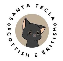 Allevamento di Gatti Santa Tecla Scottish Cat - Sicilia, Catania