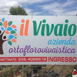 Il vivaio di Vincenzo Pettinato