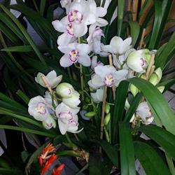 L' Orchidea