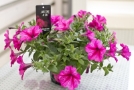 Petunia