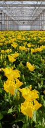 Ibiskus Giallo