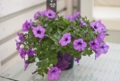 Petunia