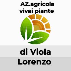 Viola Lorenzo Azienda Agricola Vivai Piante