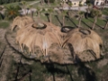 architettura naturale cupola ombreggiante in bambù di 350 mq