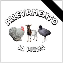 Allevamento La Piuma