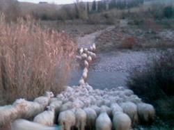 Azienda Agricola Sanna Antonello- Terre di Pisa