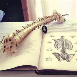 Giuseppe Junior Sabatino, Osteopata