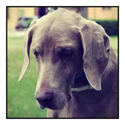 Weimaraner Rescue Italia APS