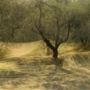 Rete raccolta olive