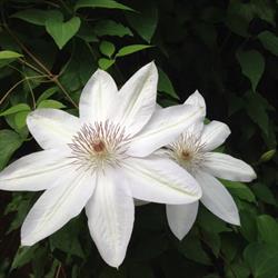 European Gardens