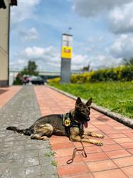 K9 Security Academy