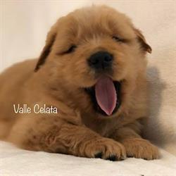 Allevamento Valle Celata