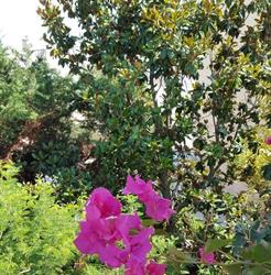 B&b La Magnolia Specchiolla