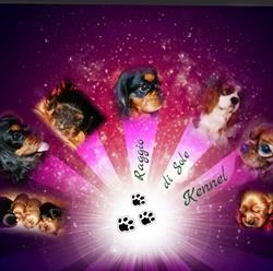 Del Raggio di sole Kennel