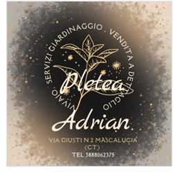 Adrian Pletea
