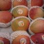 MANGO VIA AEREA..