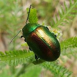 Wwf Oasi Del Bosco Di S.silvestro