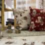 Gallery Professionale