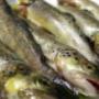 Pesce Fresco Ristorante Trattoria Ligure