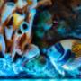Gallery Professionale