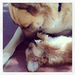 Tom And Jerry