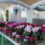 Gallery Professionale