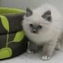 Gatto