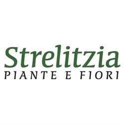 Strelitzia Fiori e Piante