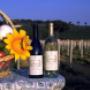 orto bio gratis, vino omaggio