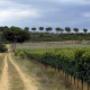 strada privata tra i vigneti