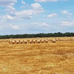 Soc. Coop. Agricoltura Nuova