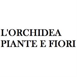 L'Orchidea Piante e Fiori