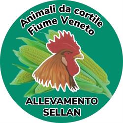 Allevamento Sellan
