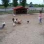Galline
