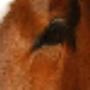 Cavallo