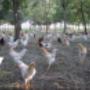 Galline