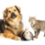 Ambulatorio Veterinario