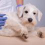 Ambulatorio Veterinario
