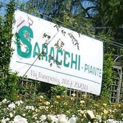 Saracchi