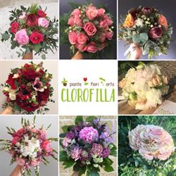 Fiorista Clorofilla