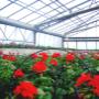Fiori