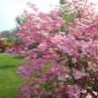 Alberi da Fiore